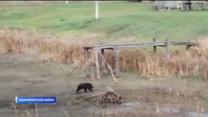 В Ишимбайском районе Башкирии поймали медвежонка, мать которого на днях напала на женщину.mp4