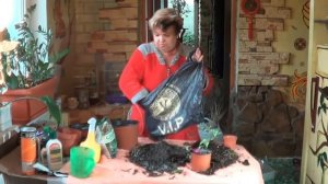 Бугенвиллия .Стоит ли Заниматься Выращиванием Бугенвиллии В Комнате?