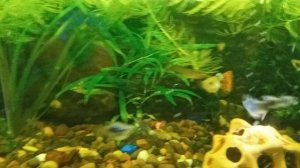 миниразводня на балконе