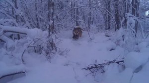 Западно сибирская лайка.