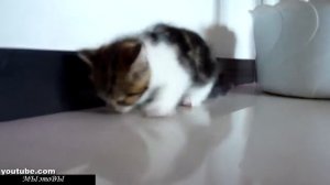 Кот Фристайлер!!!