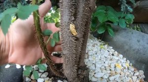 Бесшипные и самые колючие сорта роз из моей коллекции.