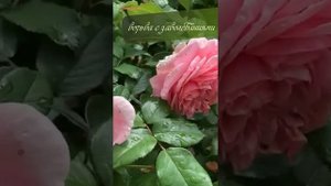 Как ухаживать за розами в июне? ?