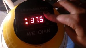 Настройки - китайский инкубатор на 8 яиц