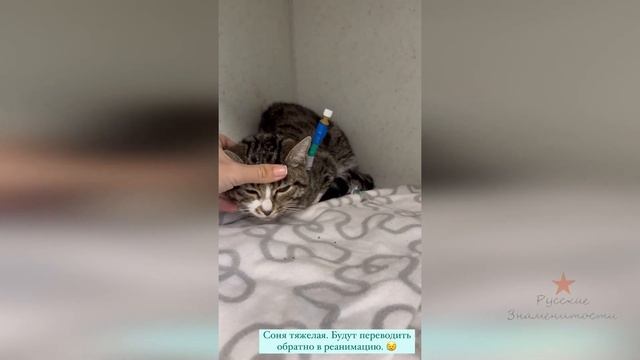 Кошка Ольги Орловой Соня в тяжёлом состоянии!