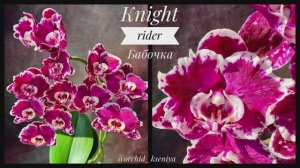 Phal. Knight Rider ? Красивейшая голландская орхидея бабочка Найт Райдер в домашнем цветении ??