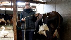 Фиксация ноги коровы