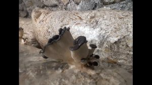 Шляпка вешенки завернута вверх или вниз. The cap of the oyster mushroom is turned up or down. Spore