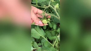 Королевские цветы на томатах или махровый цветок.