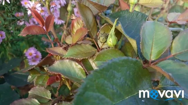 Дача. Меня не было две недели? смотреть онлайн