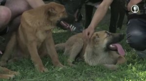 Планета собак. Кыргызский волкодав