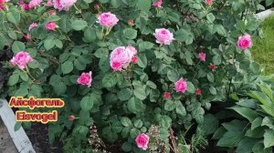 ОБЯЗАТЕЛЬНО ПОСАДИТЕ ЭТИ РОЗЫ, ОНИ НЕ ПОДВЕДУТ.