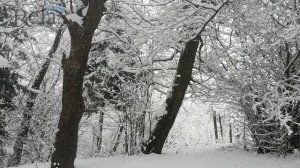 Музыка для сна и релакса. Зимний лес.