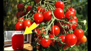 Подкормите таким удобрением помидоры для мощного урожая! Лучшая июльская подкормка для томатов!