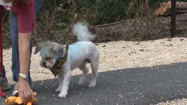 Кто Лучше: Собака или Кошка ? смотреть онлайн