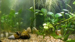 Улитка Геркулес (Brotia Herculea)