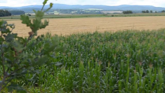Возвращение в Чёрный лес. Часть 1. Гон у косули. смотреть онлайн