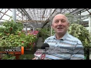 В теплицах «Уренгойского городского хозяйства» выращивают более 150 тысяч цветов.