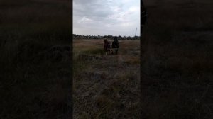 Конная сенокосилка. Часть 6 окончательная настройка и косим.