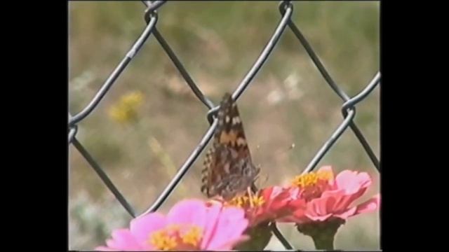 Nagranie z kamery VHS Panasonic RX70 смотреть онлайн