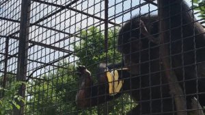 Шимпанзе Сеня угостился бананом) Тайган Chimpanzee Senya treated himself to a banana) Taigan