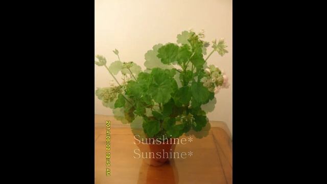 Pelargonium April Snow 로즈버드 에이프릴 스노우 смотреть онлайн