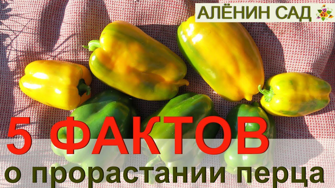 5 ФАКТОВ О ПРОРАСТАНИИ ПЕРЦА!!! Как правильно сеять перец на рассаду