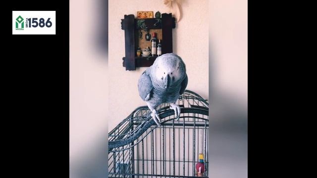 "Мой домашний питомец" 0+ рассказывает Гуслистая Валерия Владимировна, Школа №1586 смотреть онлайн