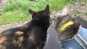 Делаю клумбу для петунии и настурции