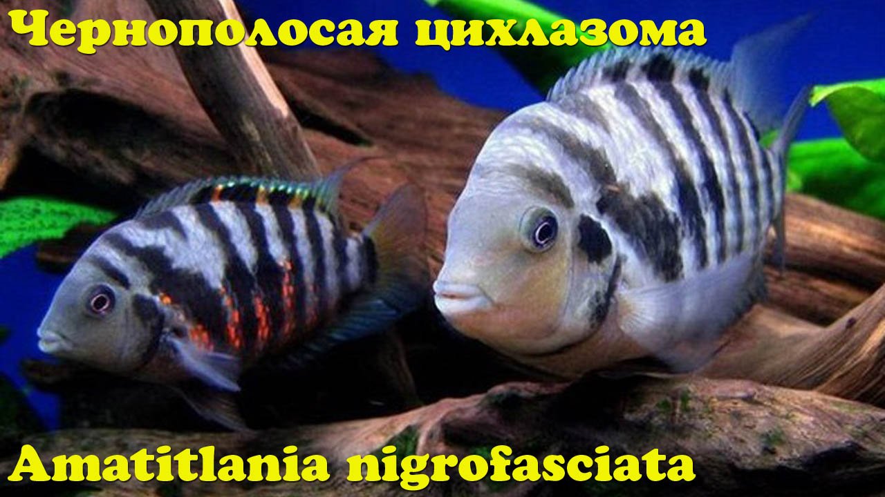 Чернополосая цихлазома смотреть онлайн