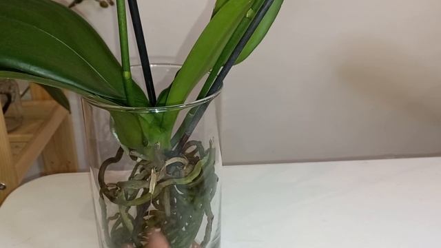 Орхидеи в Открытой Системе пол года. Результаты??? смотреть онлайн