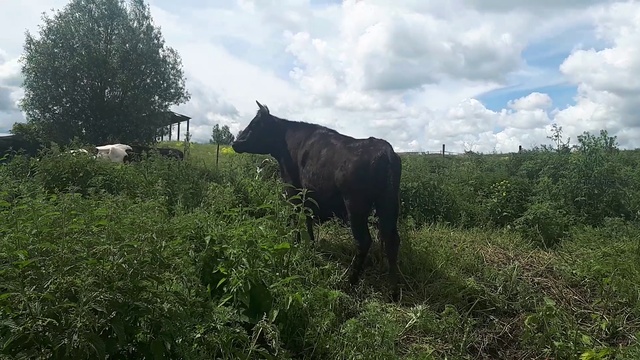 Племенное поголовье КРС -оптовая продажа WhatsApp +79656176005 смотреть онлайн