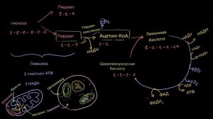 № 1 Цикл Кребса Цикл лимонной кислоты