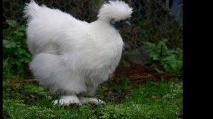 РЕДКИЕ ПОРОДЫ КУР. 3 САМЫХ РЕДКИХ ПОРОДЫ КУРИЦ