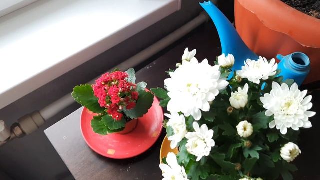 ЖИЗНЬ С МЕЙН-КУНАМИ / КОТ НАЧАЛ МЕТИТЬ, ЧТО ДЕЛАТЬ? / ДОДЕЛАЛИ РЕМОНТ - КРАСОТА