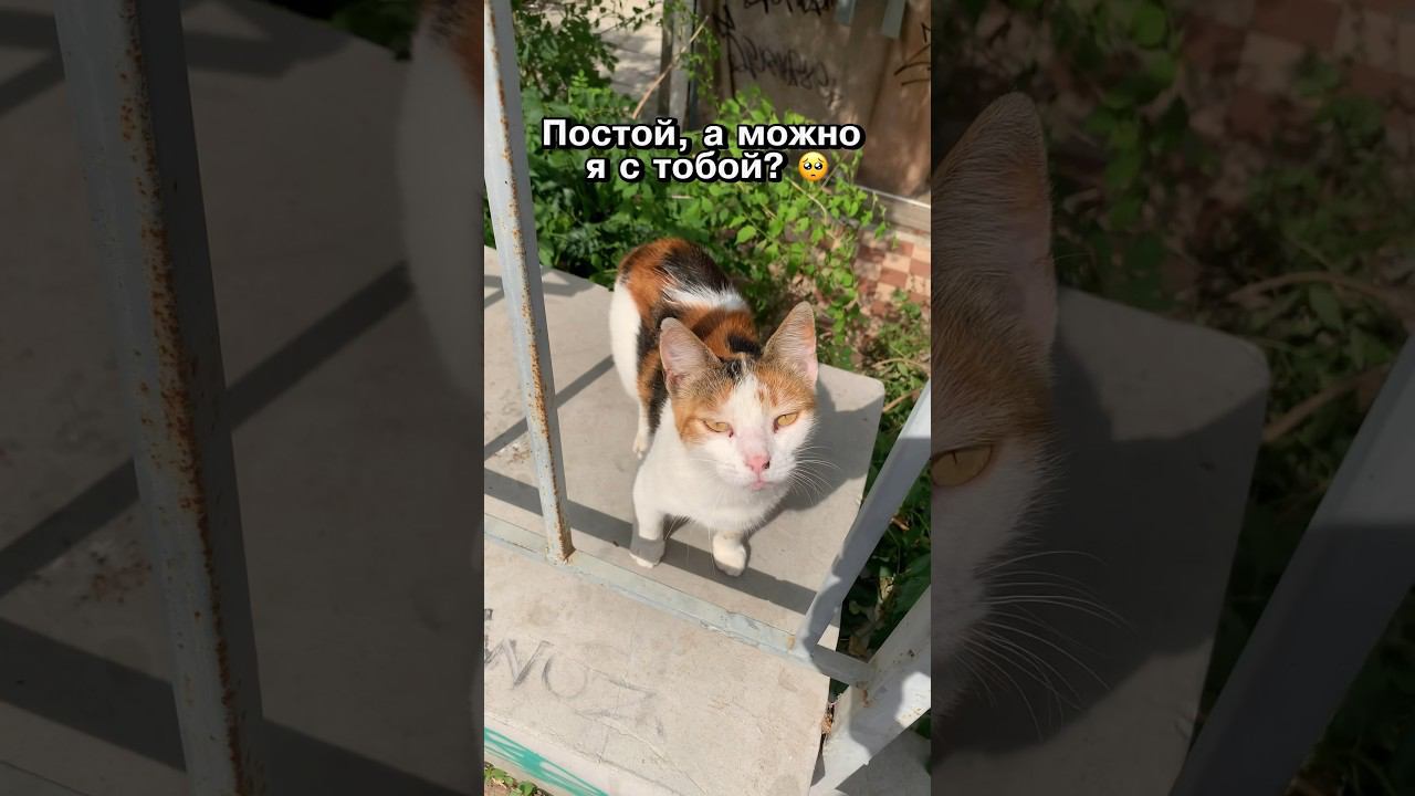 Постой, а можно я с тобой? #animal #cat #likee #а4 #котики #cute #animalcat #бездомныекошки