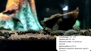 Топ 10 аквариумных рыбок для начинающих
