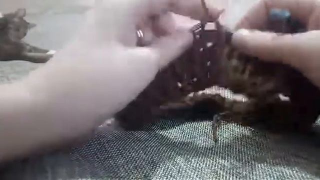 Основа шапки смотреть онлайн