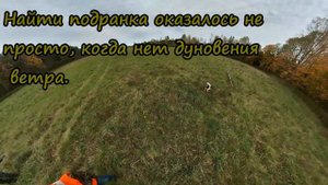 Охота в Канаде на фазанов и кекликов