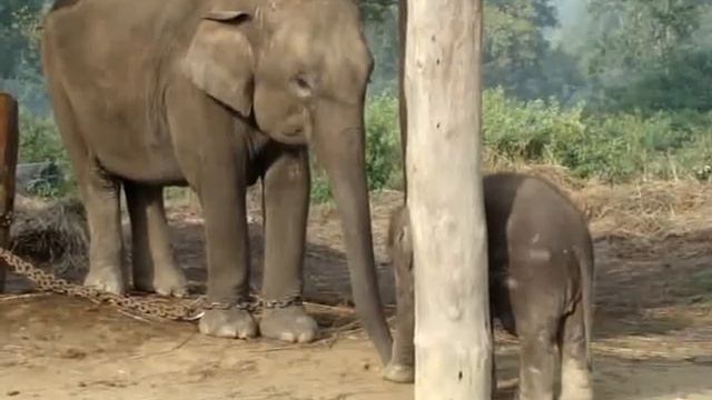 Слоник трётся об пенёк смотреть онлайн