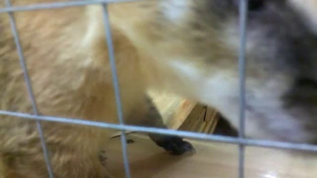 Длинноносая любопытная носуха смотреть онлайн