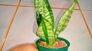 Sanseveria trifasciata Banded Nelsonii, day 25 of my plant journey