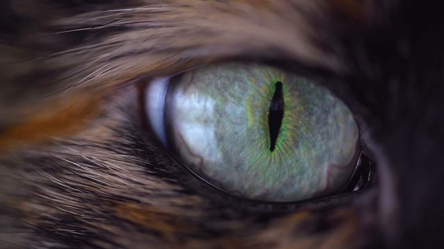 DevGooD - Cat eye [ Wallpaper Engine ] Живые обои смотреть онлайн