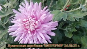Хризантема корейская ВИКТОРИЯ 23 09 23 г