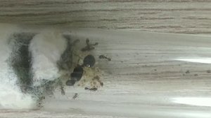 Тетрамориум циспитум (Tetramorium cf. caespitum), дерновый муравей. Муравьиная ферма. Муравьи дома.