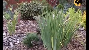 Ландшафтные хитрости при планировании сада