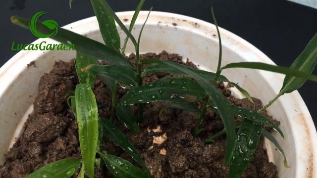 Trồng gừng trong chậu | Plant ginger in pots смотреть онлайн