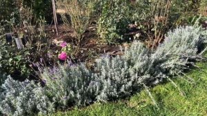 Зачем стричь Лаванду, отвечаю наглядно #лаванда #lavender #garden