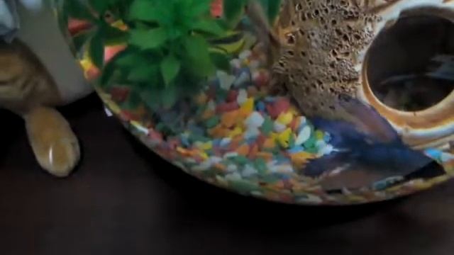 Видео про рыбку петушка (бойцовскую) смотреть онлайн