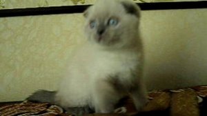 Продается супер красивый вислоухий голубоглазый котик